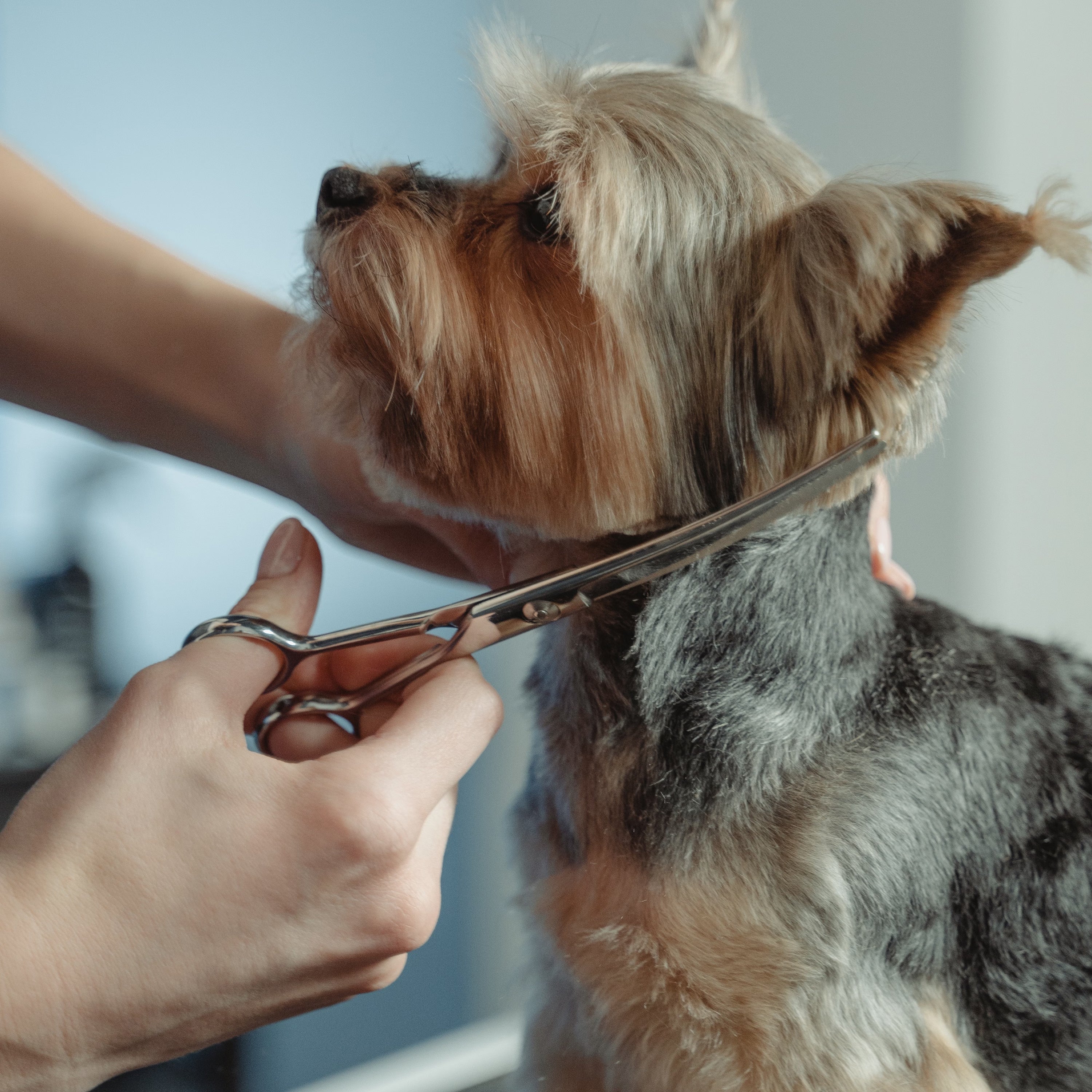 Pet Health Accessories