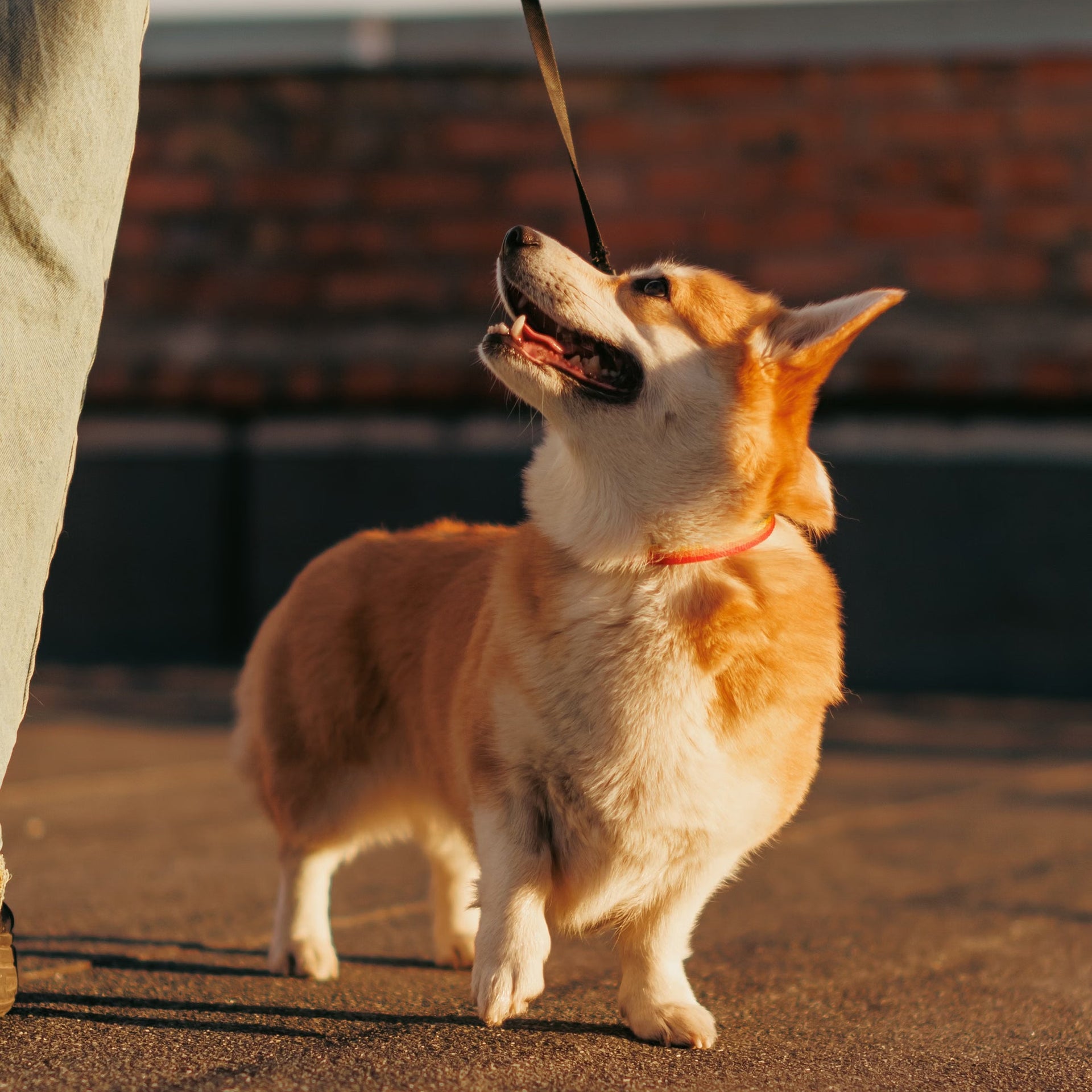Pet Safety & Training