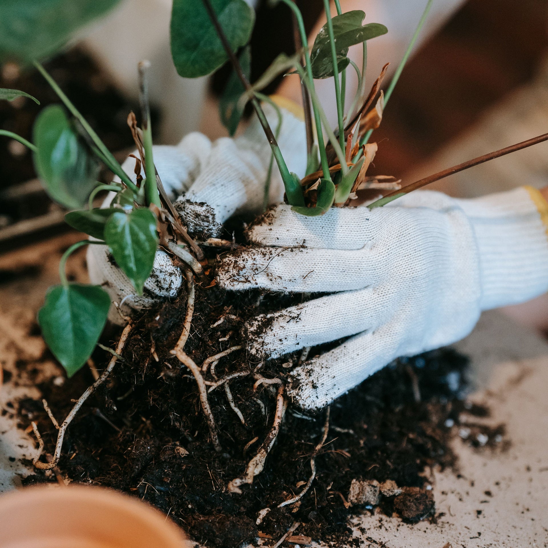 Plant Care & Growing