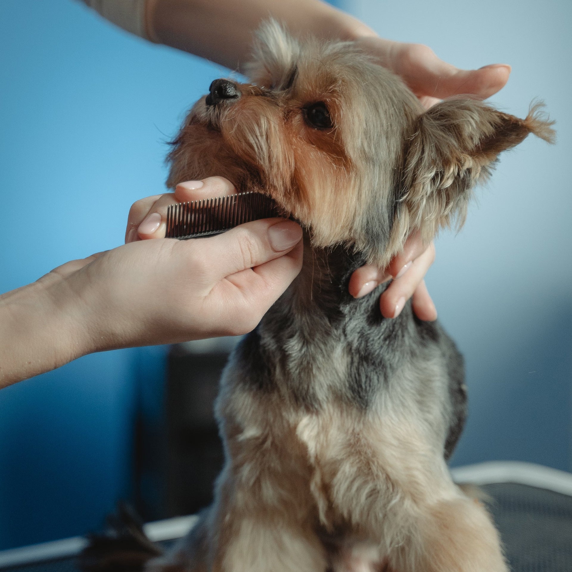 Pet Grooming & Travel