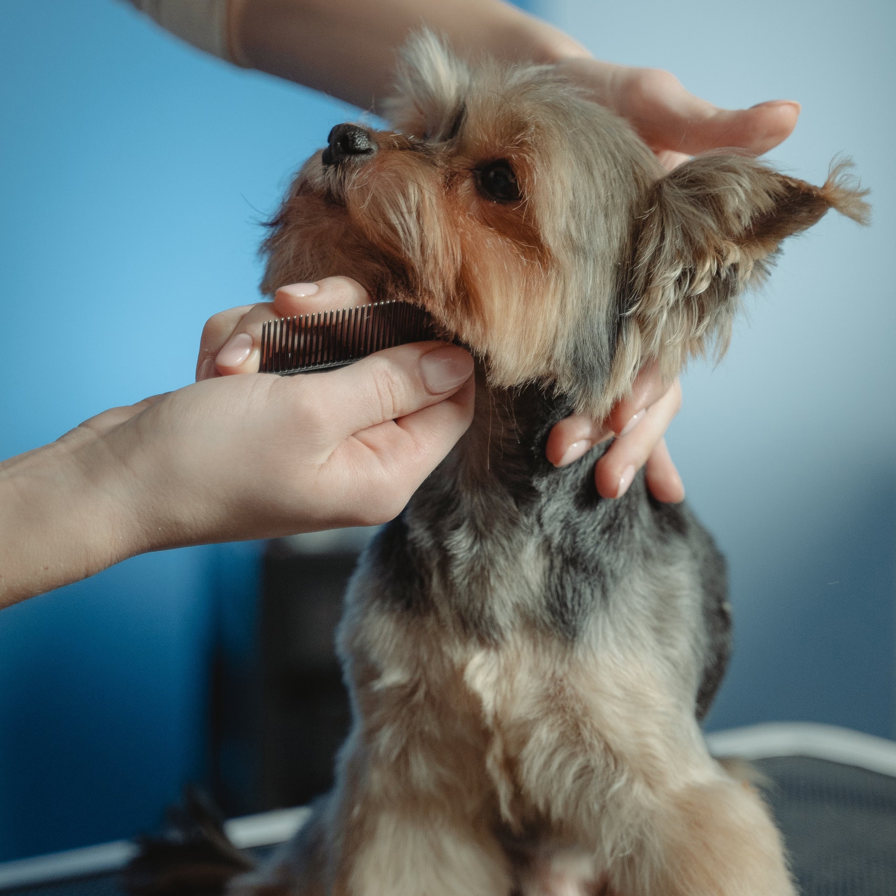 Pet Grooming & Travel