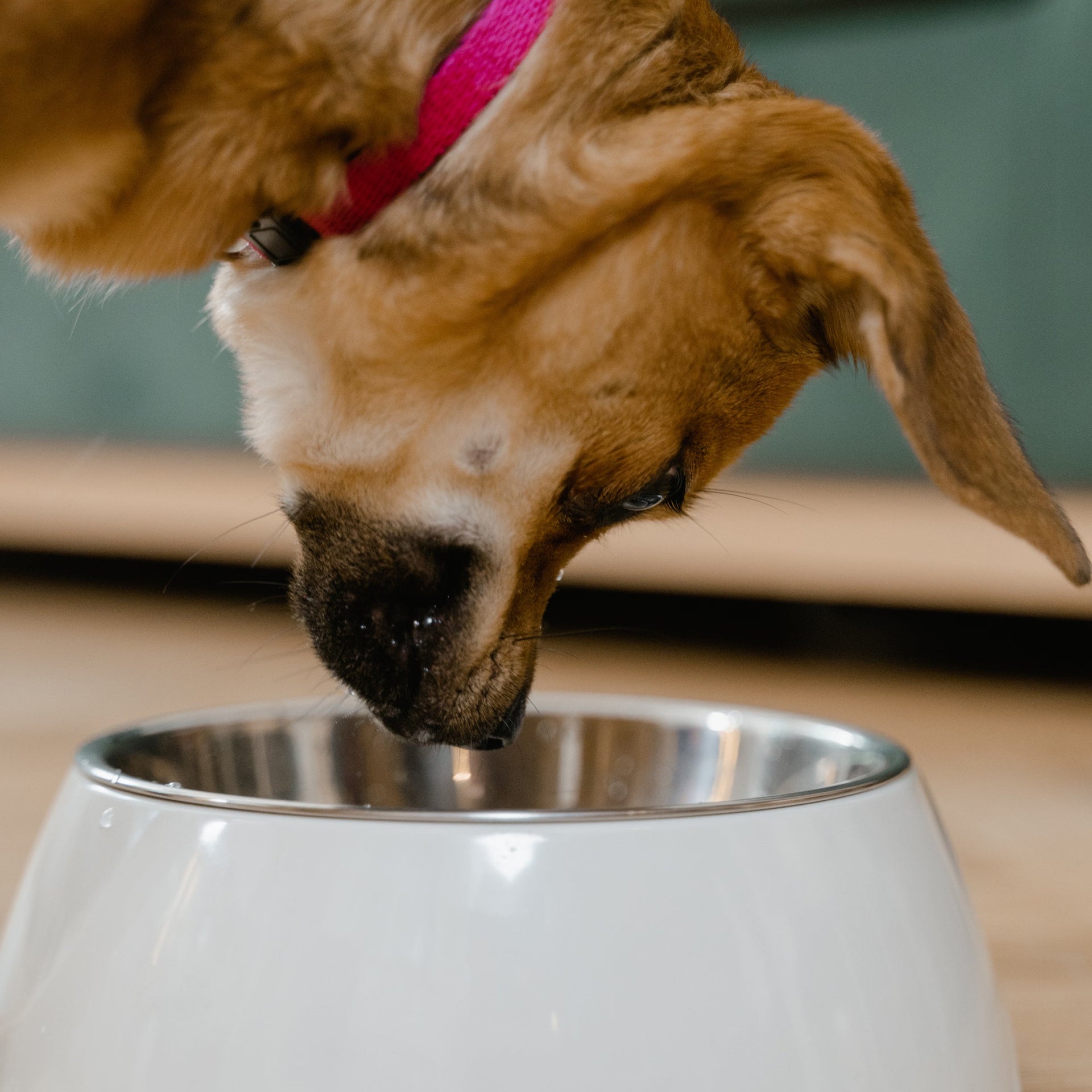 Pet Feeding