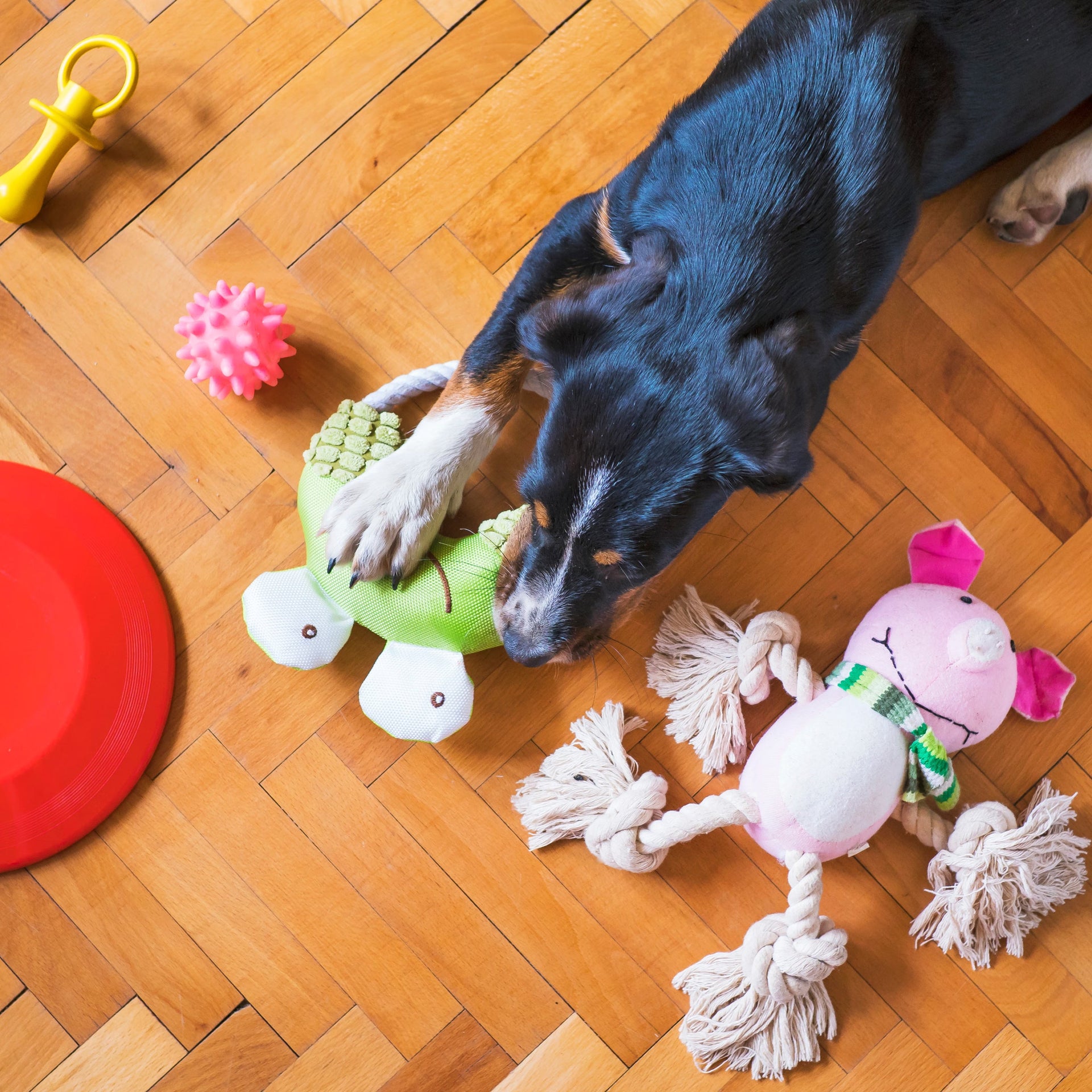 Pet Toys