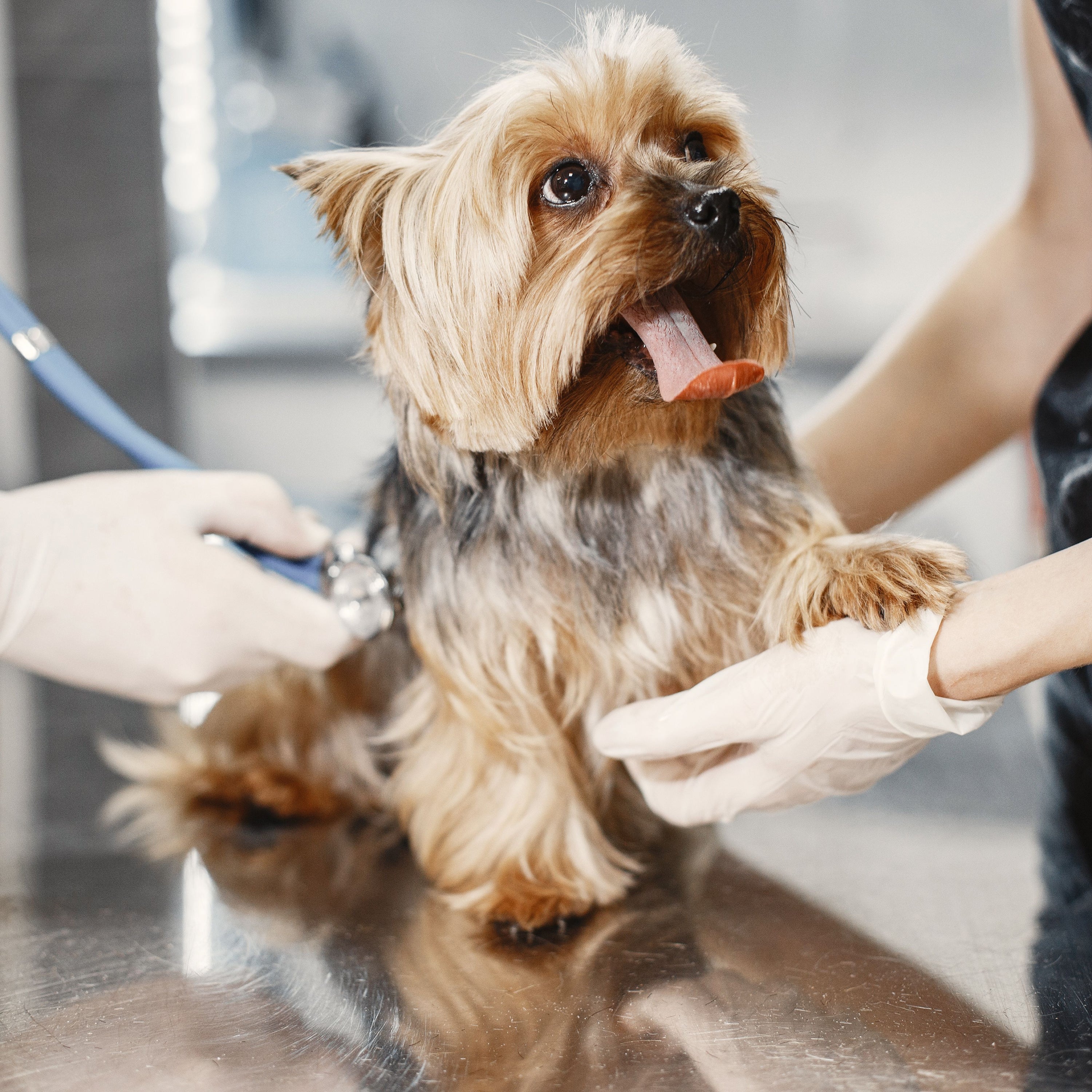 Pet Health Care
