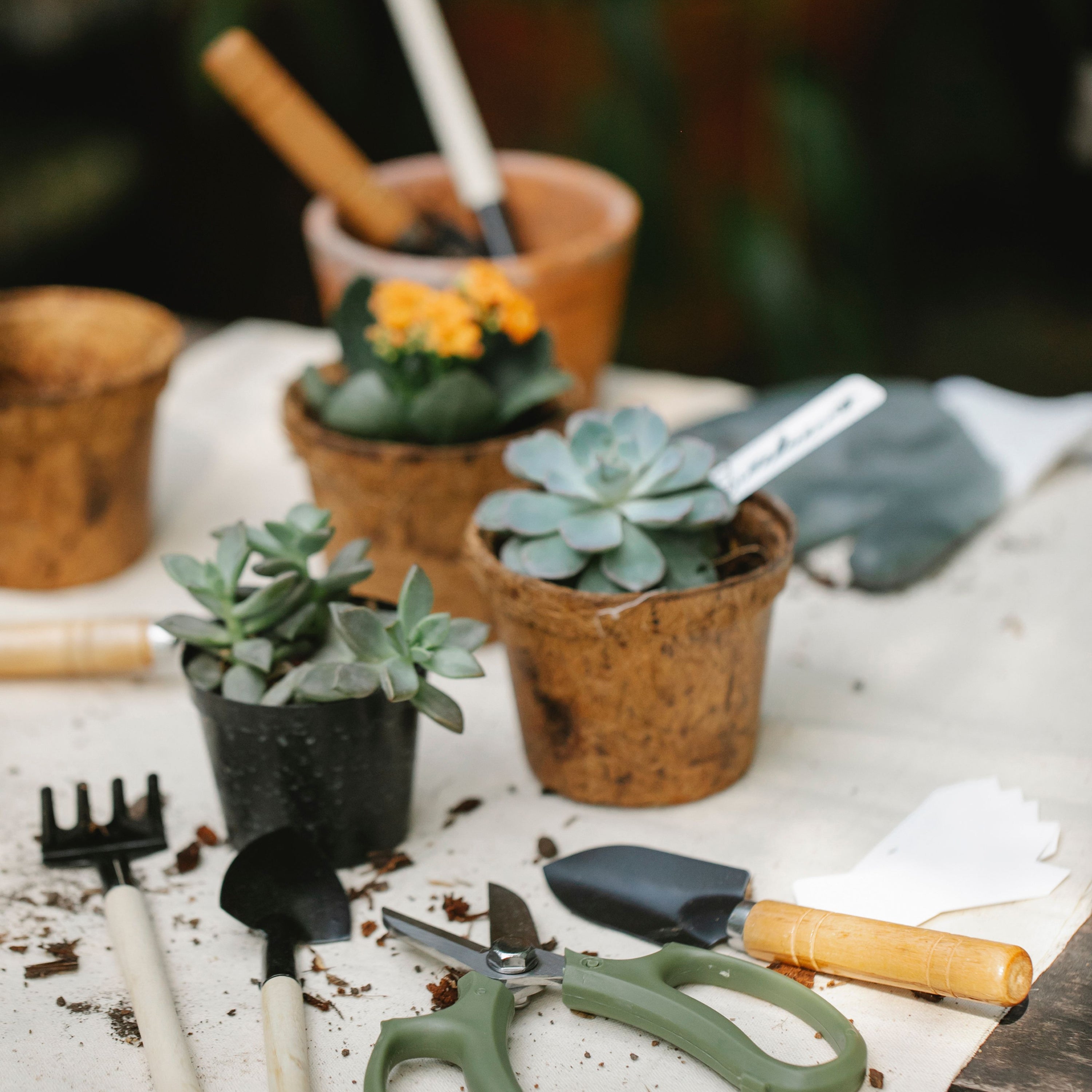 Plant Growing Supplies