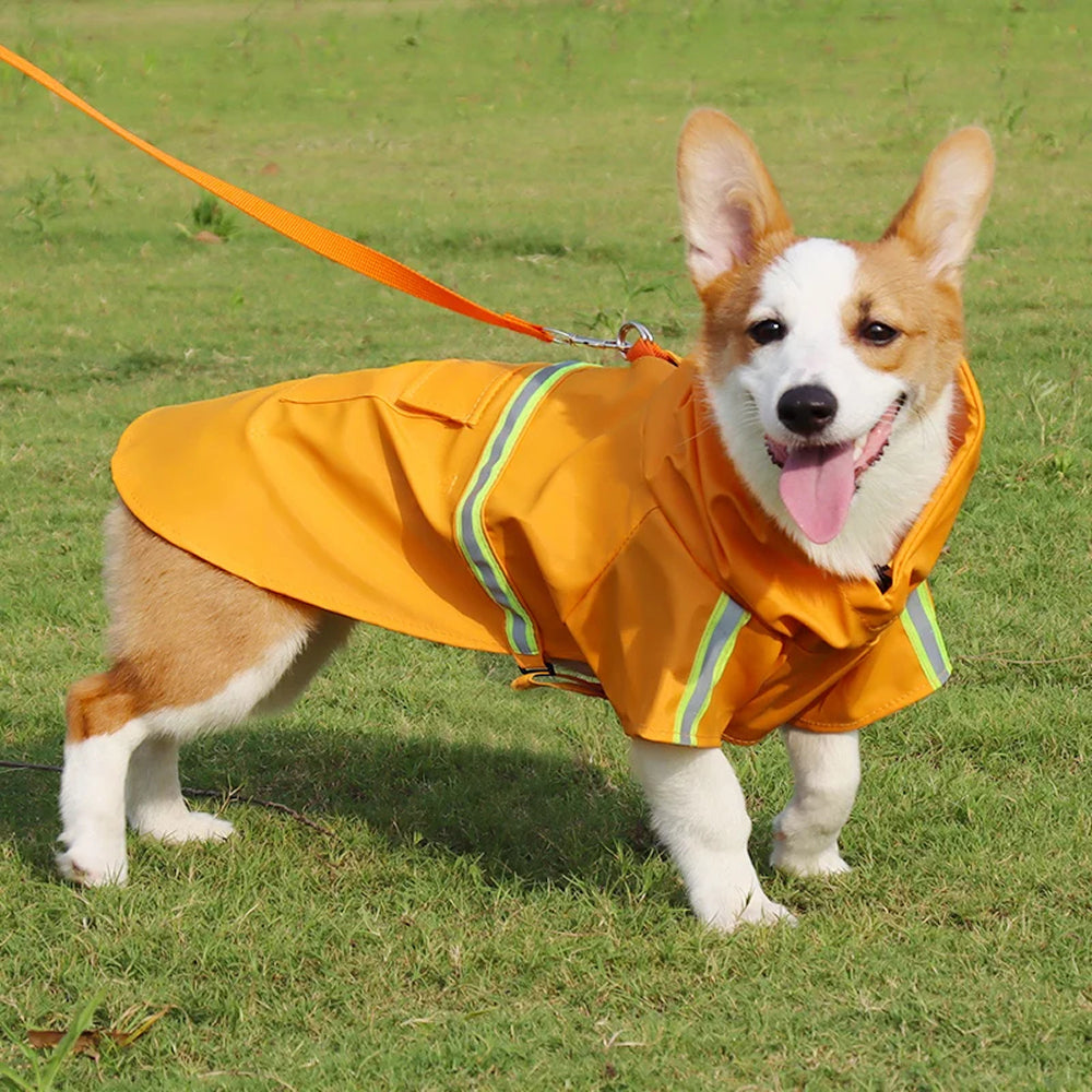 PawieVeil