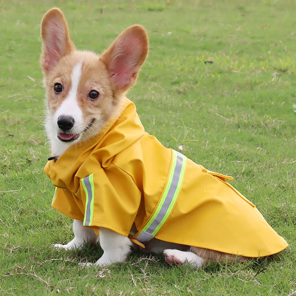 PawieVeil
